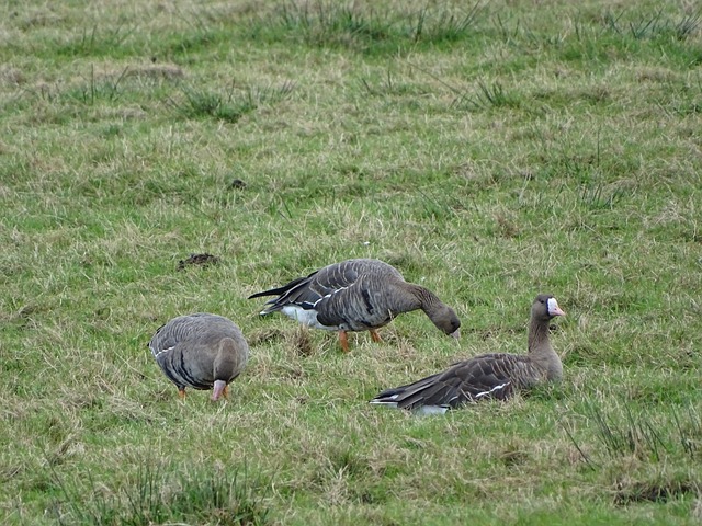 表现出了顽 表现出了顽