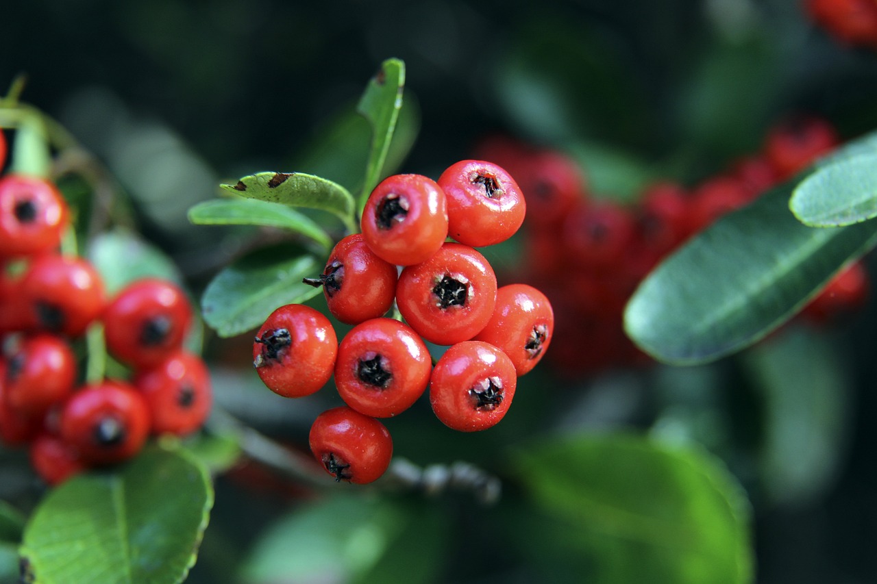 林诗栋经历 林诗栋经历