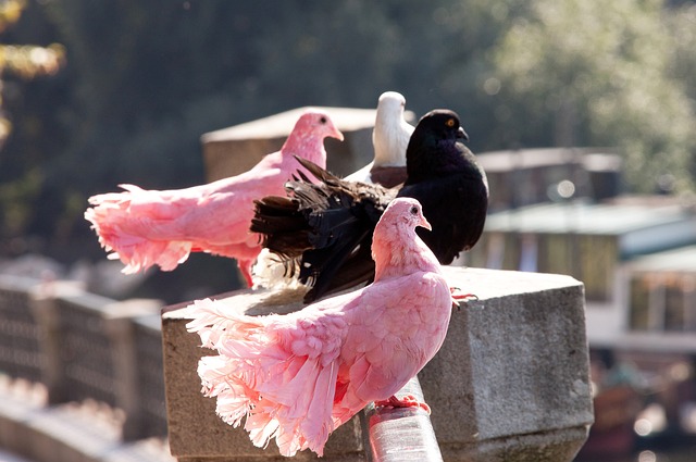 人或边缘球 人或边缘球
